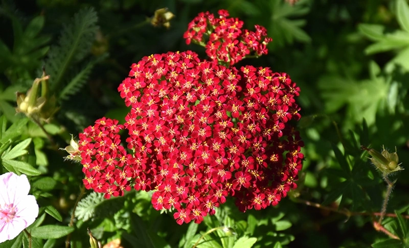 Red Yarrow