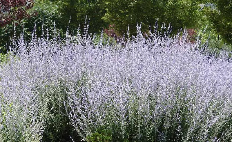 Russian Sage
