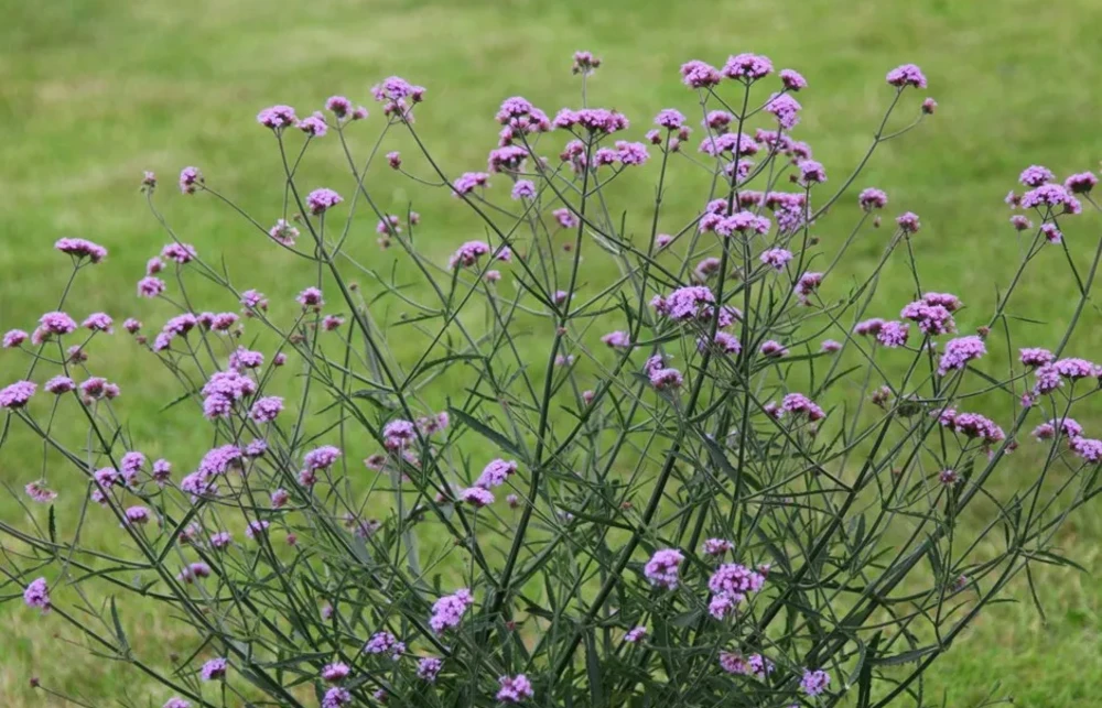 Tall Purple Verbena
