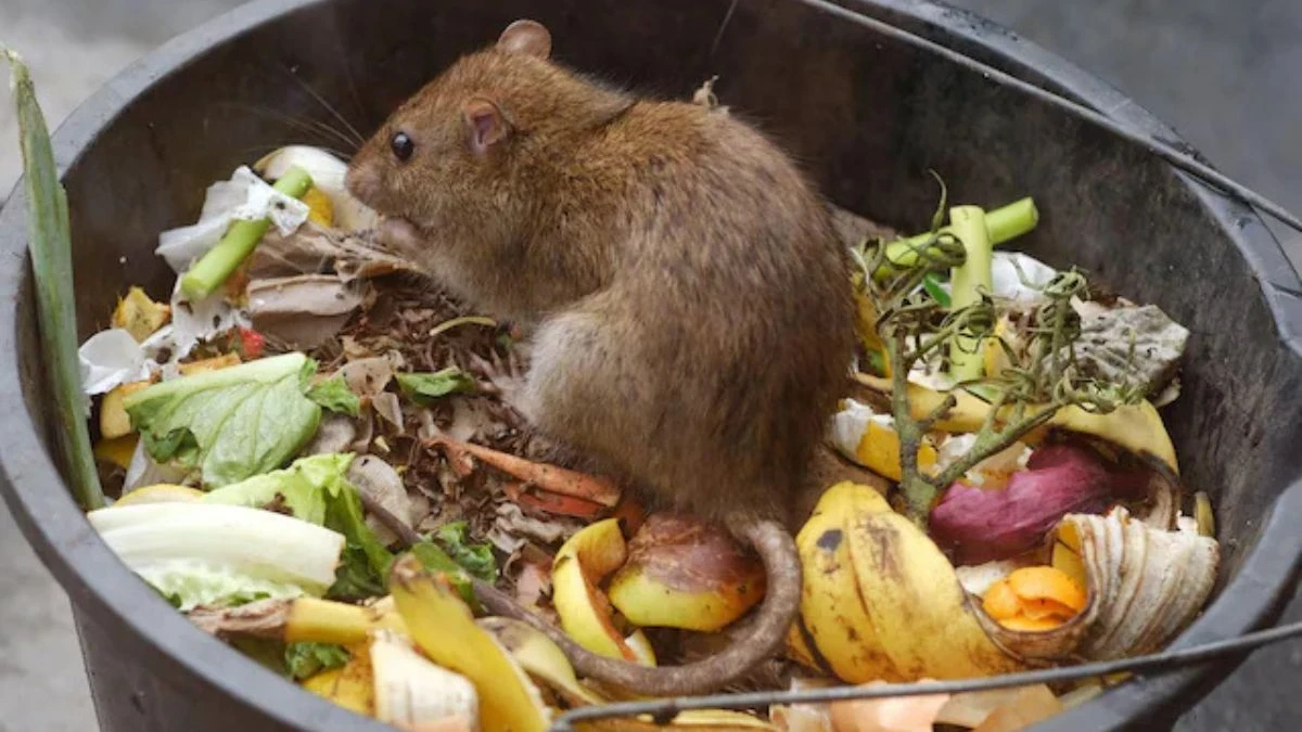 Tossing in the Wrong Kitchen Scraps