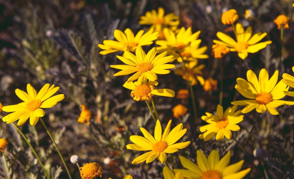 Yellow Coreopsis