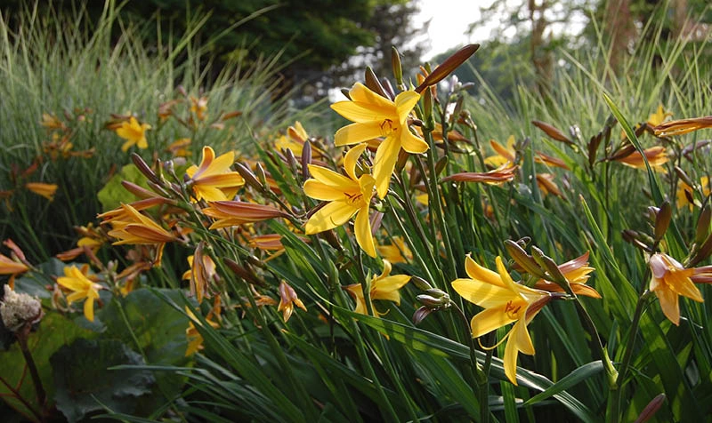 Yellow Daylilies