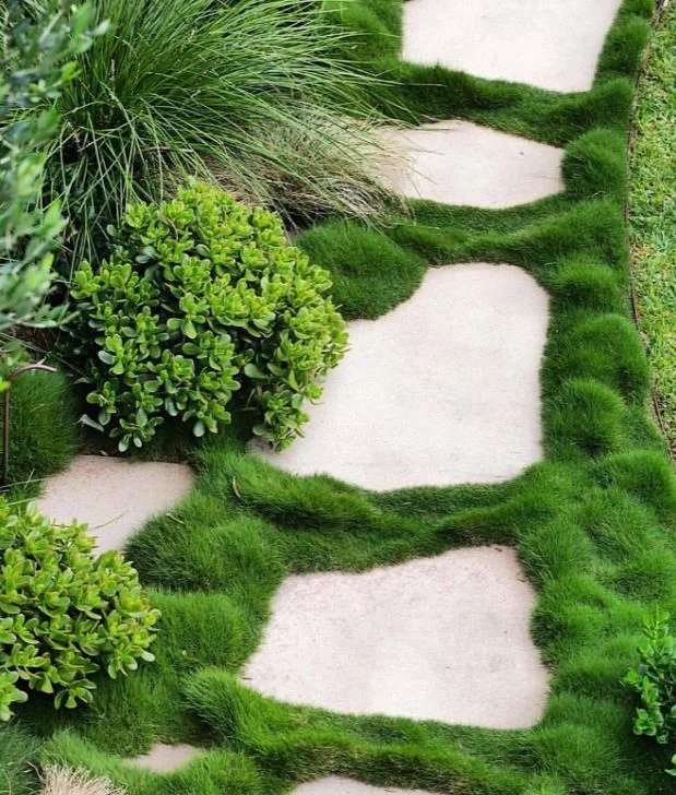 Korean Velvet Grass Around Stepping Stones