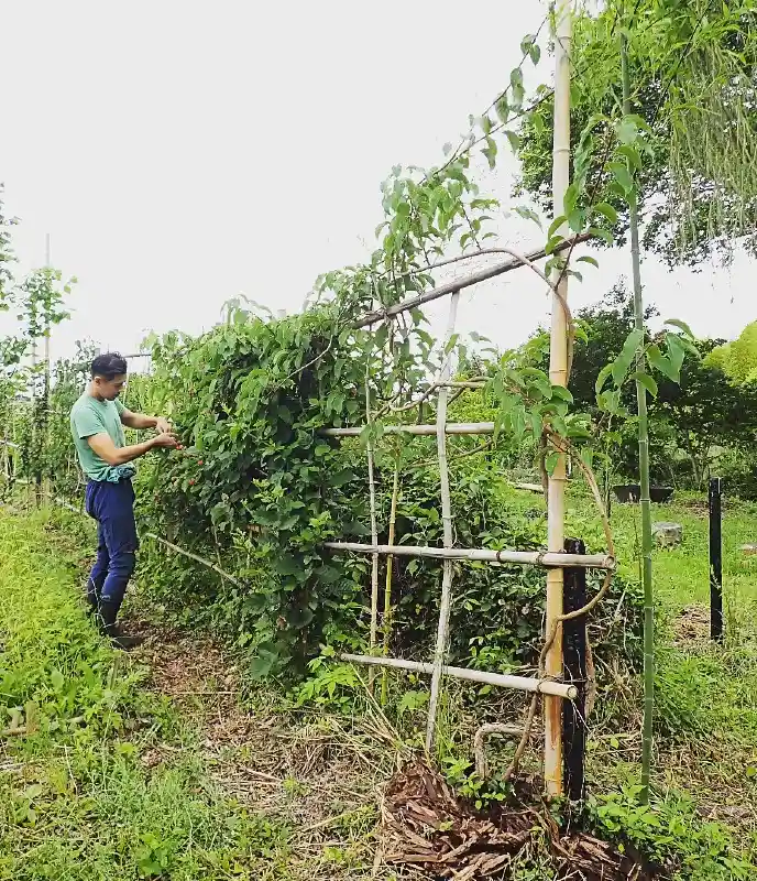 Bamboo Lattice Trellis