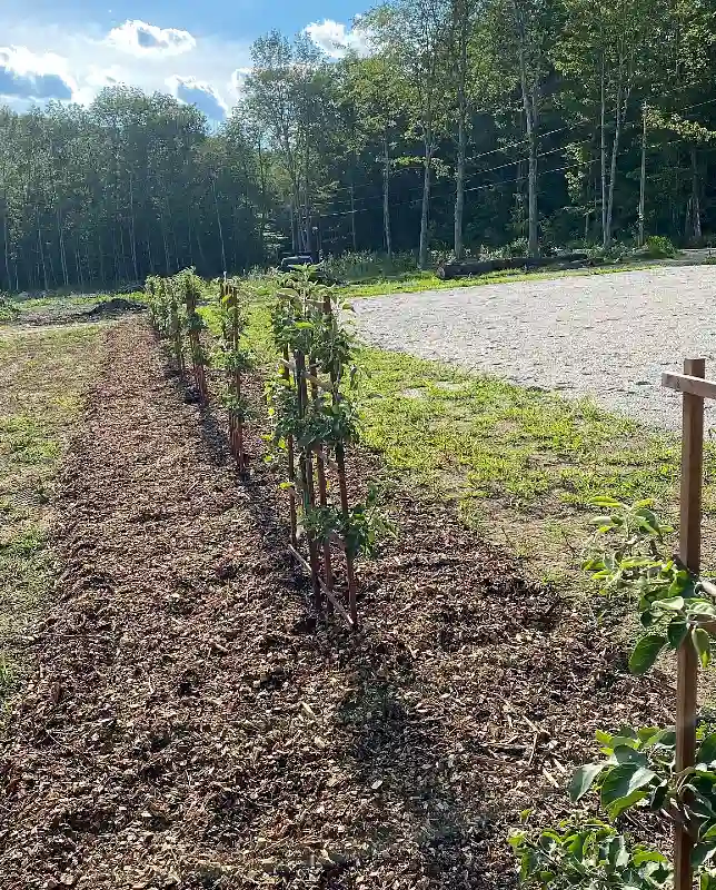 Young Espalier Fruit Row