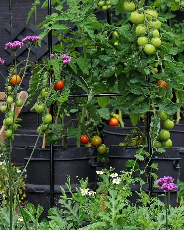 Potted Tomato Support