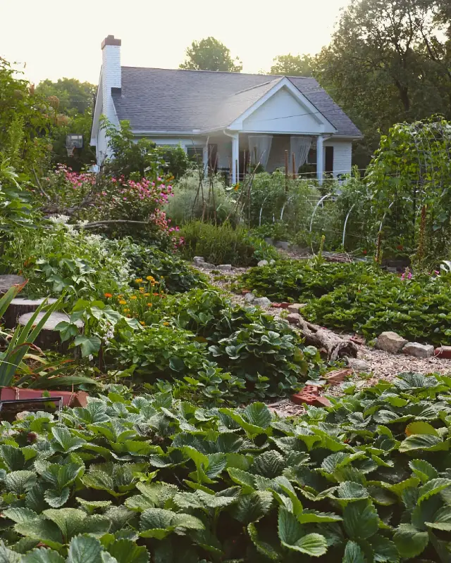 Low-Growing Edible Groundcovers
