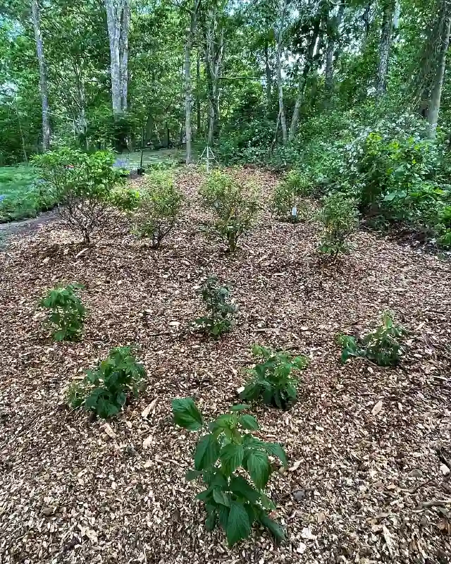 Woodland Berry Patch