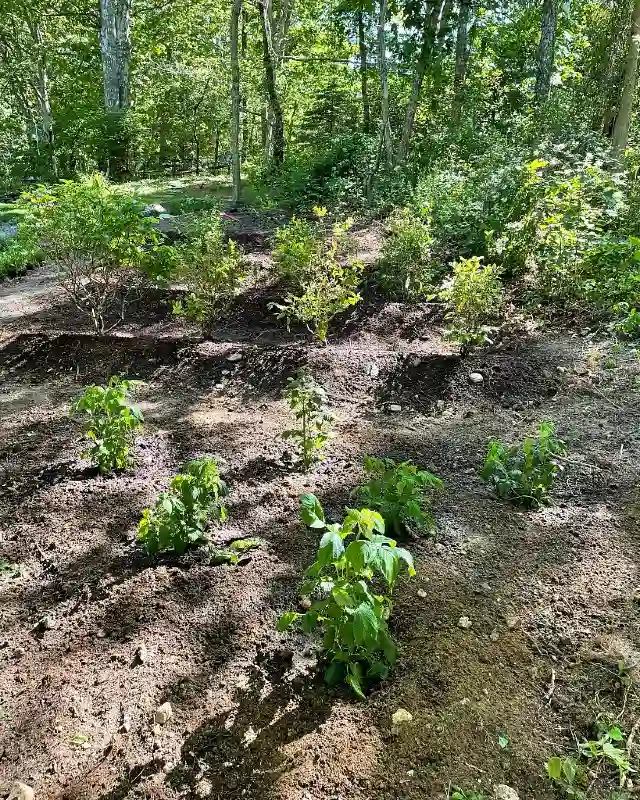 Terraced Slope Planting