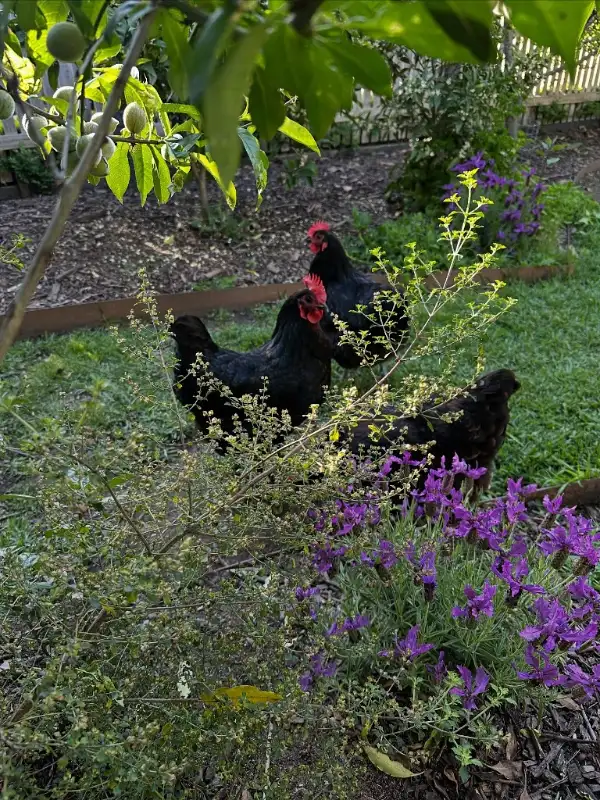 Integrated Poultry Foraging
