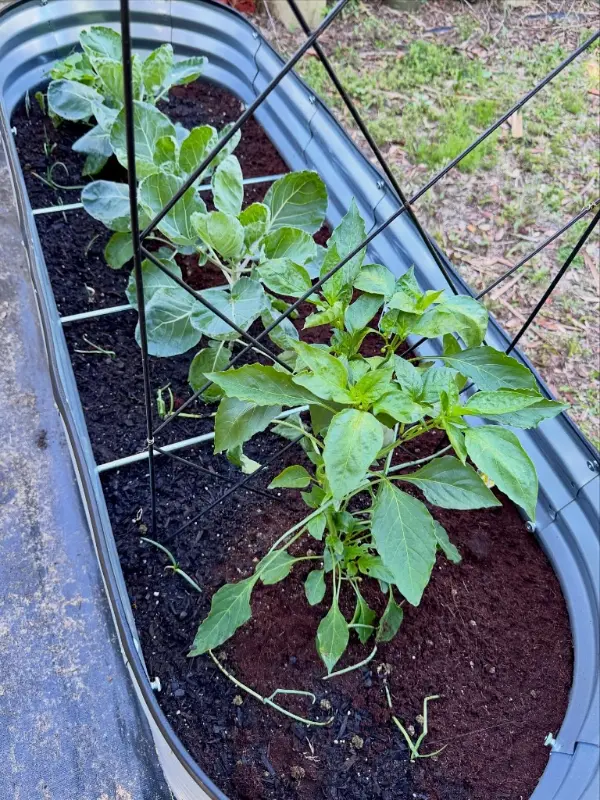 Metal Raised Bed Trellis