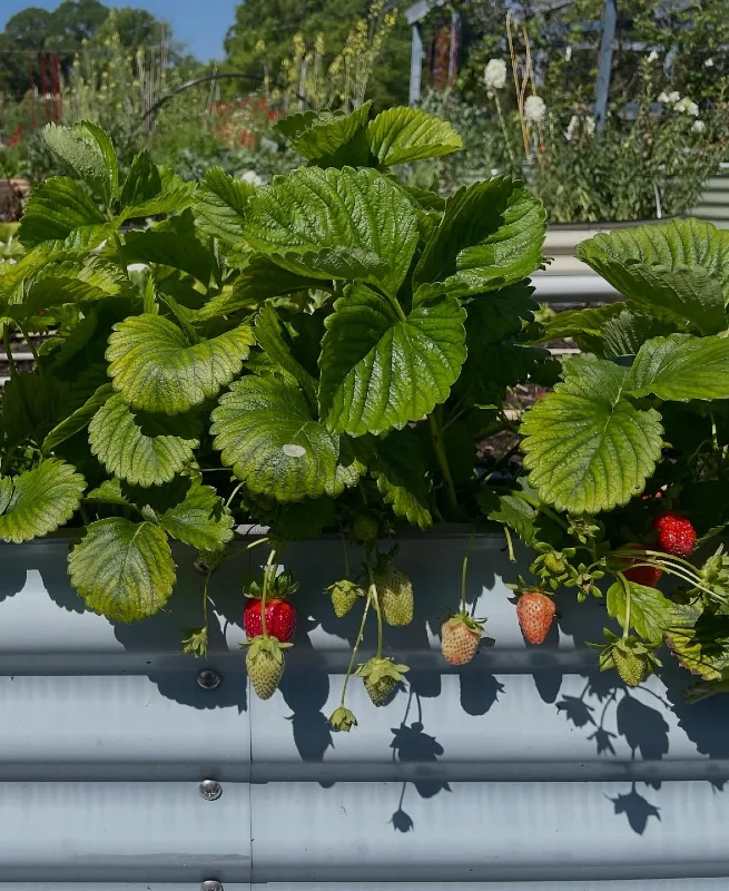 Metal Bed Strawberry Patch
