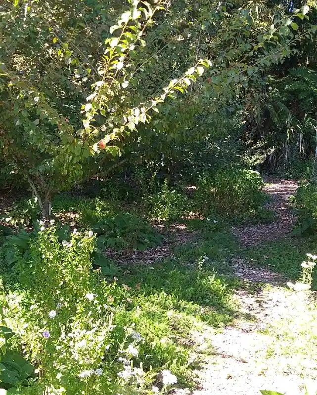 Shady Understory Guild