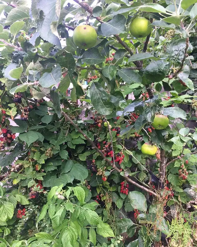 Mixed Berry and Fruit Canopy