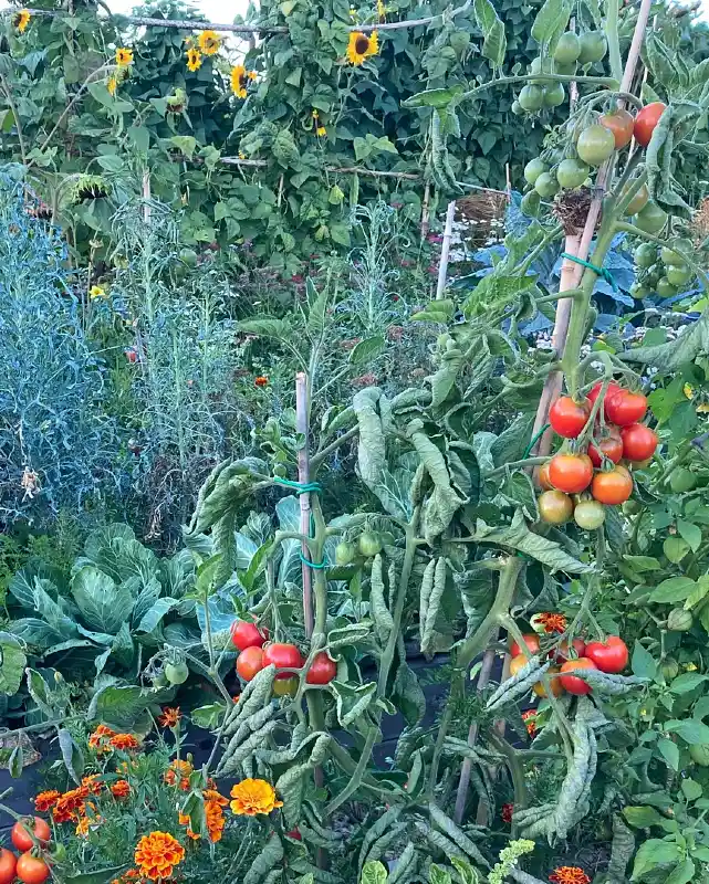 High-Density Tomato and Flower Bed