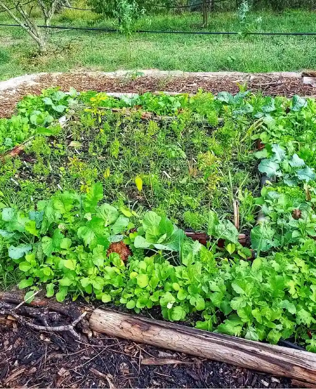 Natural Log Edged Bed