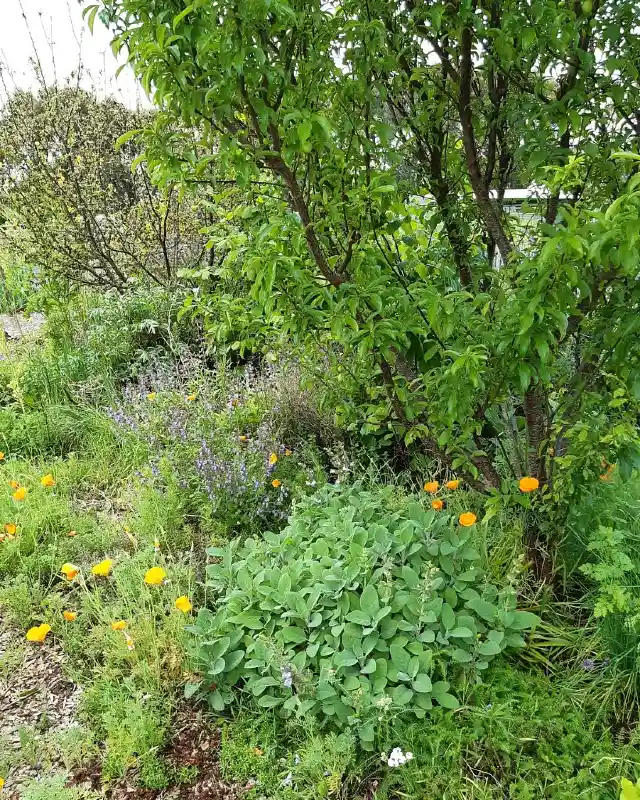 Sage and Wildflower Understory