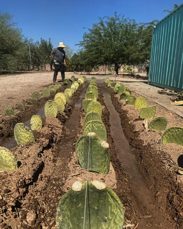 Desert Edible Cactus Rows