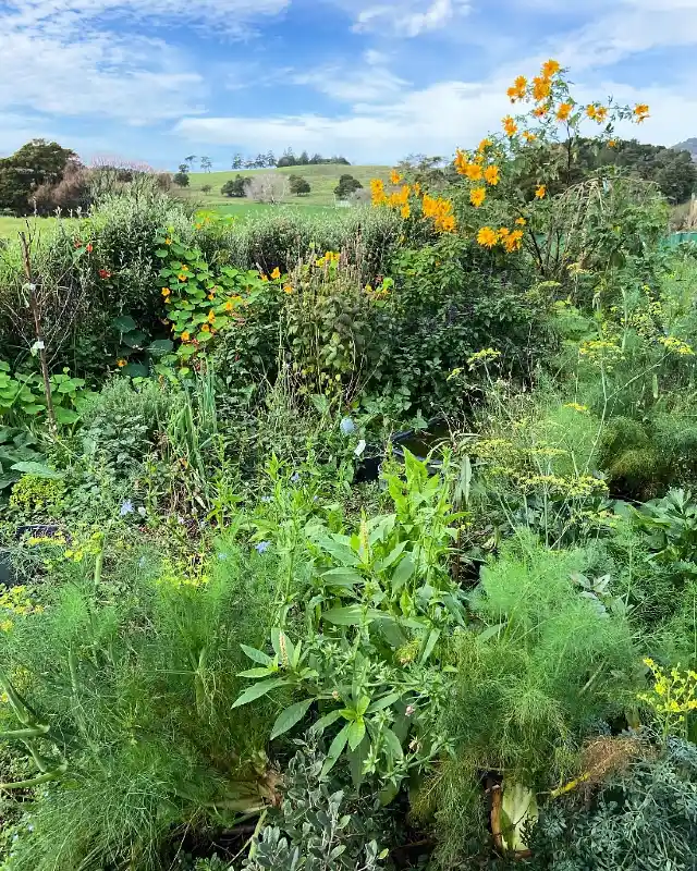 Wildflower and Herb Meadow