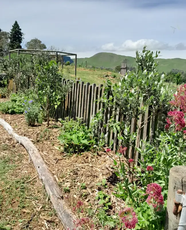 Boundary Hedgerow Garden