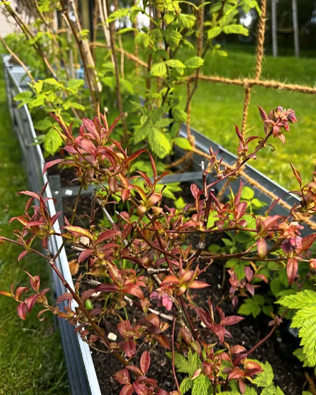Jute Netting Trellis
