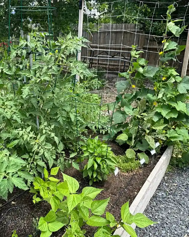 Diverse Vegetable Raised Bed