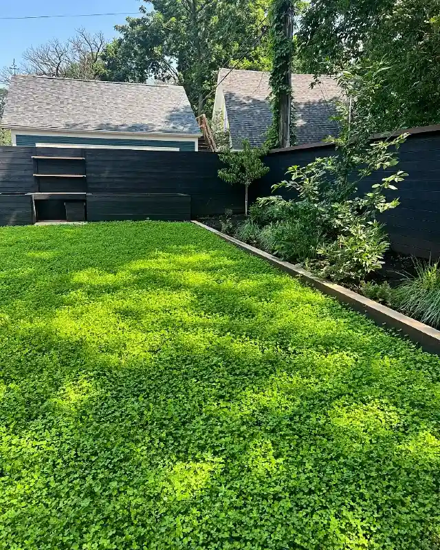 Lush Clover Backyard