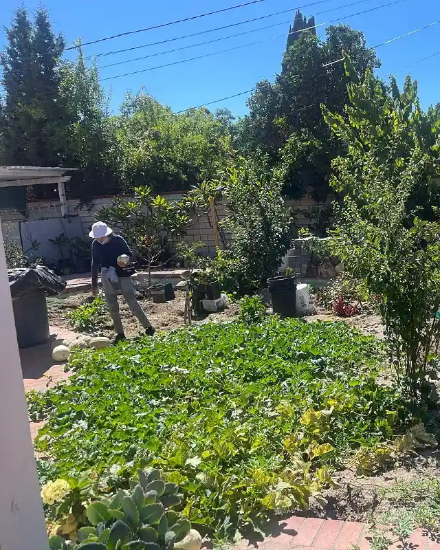 Harvest in a Sunny Backyard