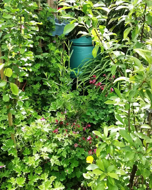Layered Edible Forest Corner