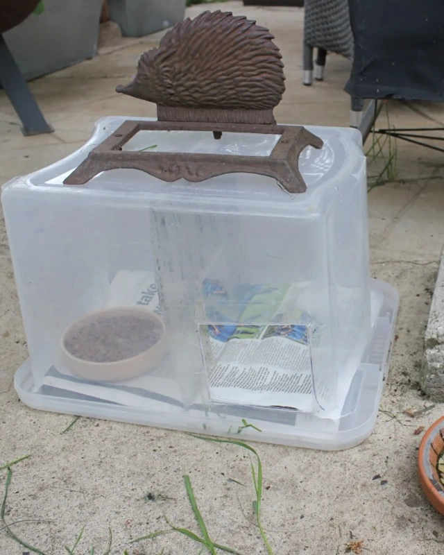 Plastic Box Hedgehog Cafe