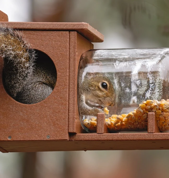 Glass Jar Squirrel Feeder