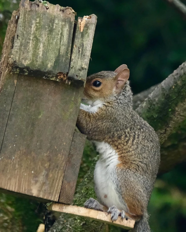 Recycled Wood Squirrel Box