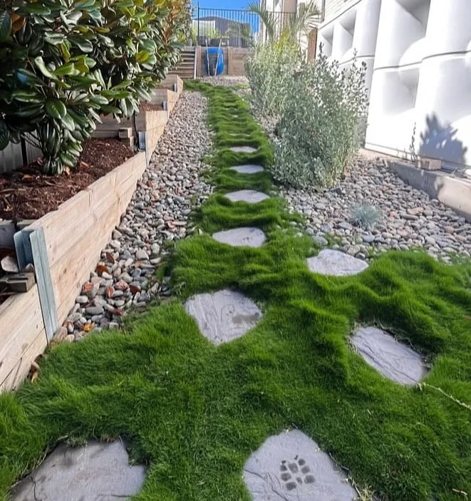 Zoysia Tenuifolia Hillside Path