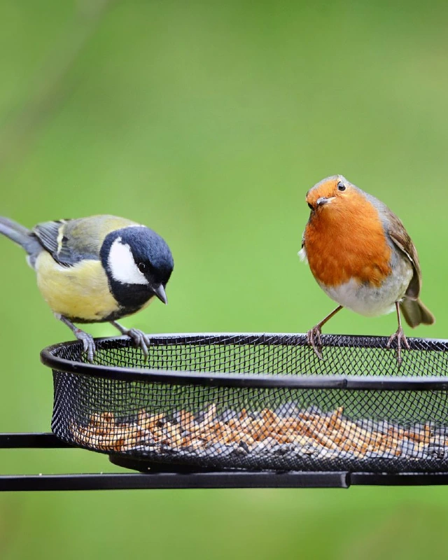 Mesh Tray Bird Feeder