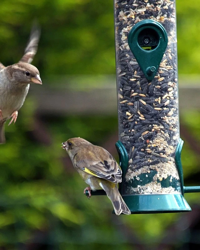 Classic Tube Bird Feeder