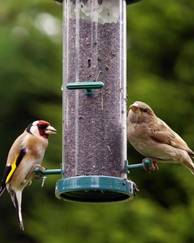 Clear Nyjer Seed Feeder