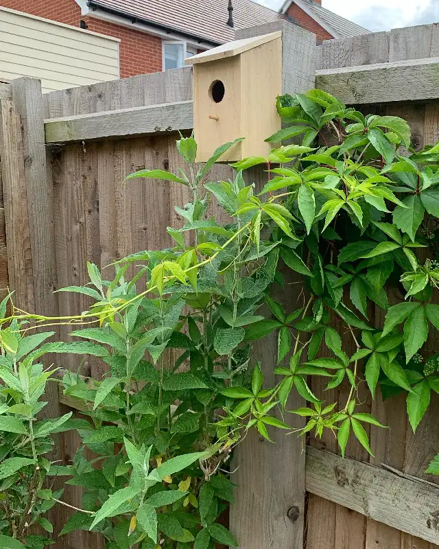 Simple Plywood Nesting Box