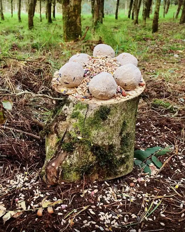 Natural Tree Stump Buffet