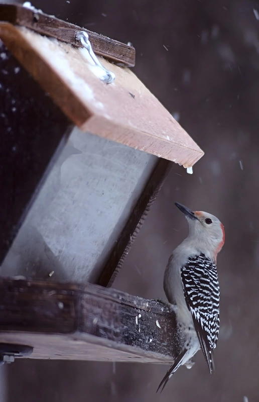 Wooden Hopper Winter Feeder