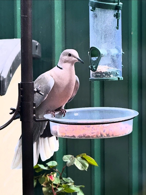 Pole Mounted Plastic Dish