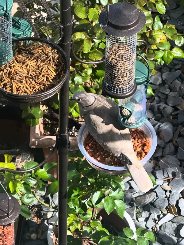 All In One Bird Buffet