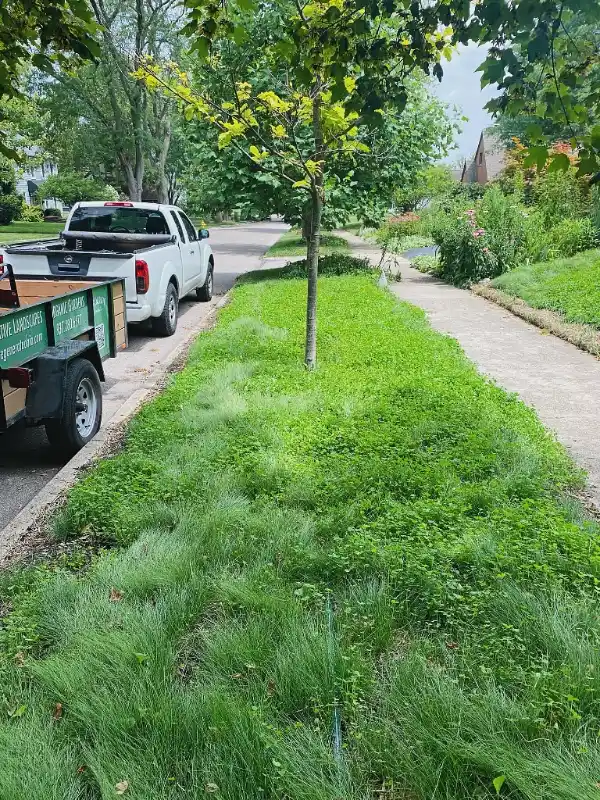 Mixed Grass and Clover Hellstrip