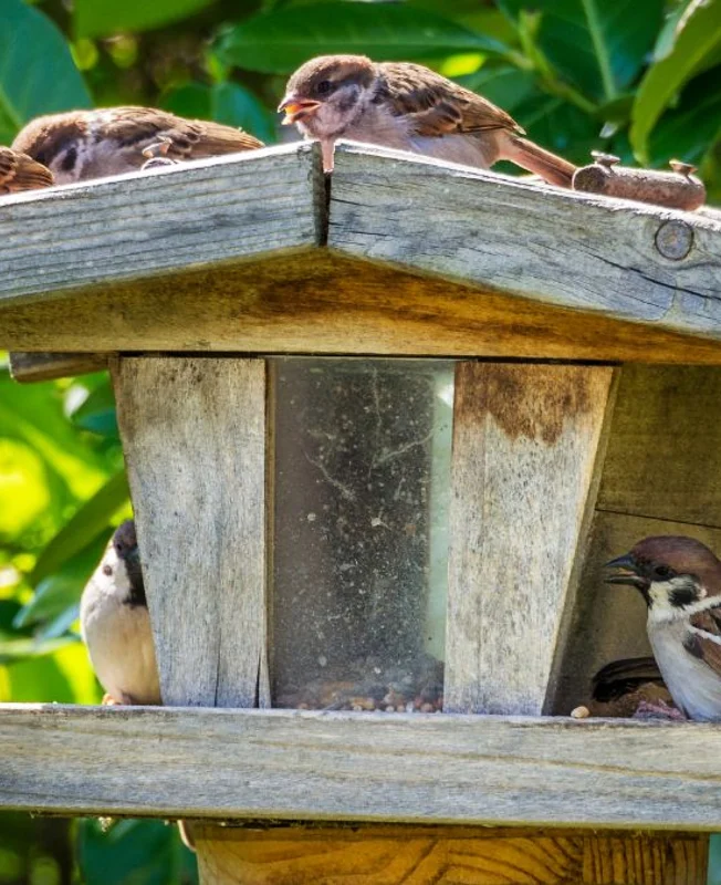 Weathered Wooden Gazebo Feeder
