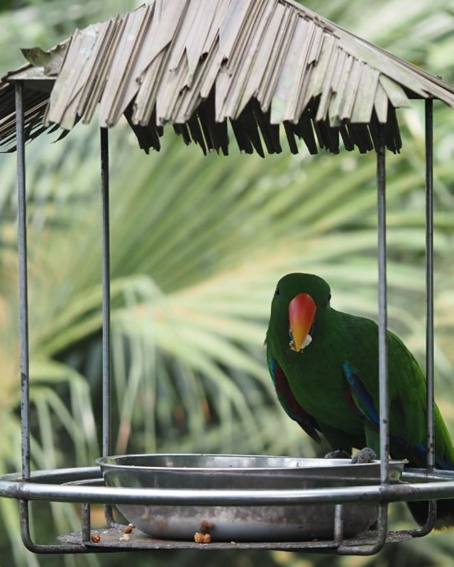 Tropical Thatched Hut Feeder