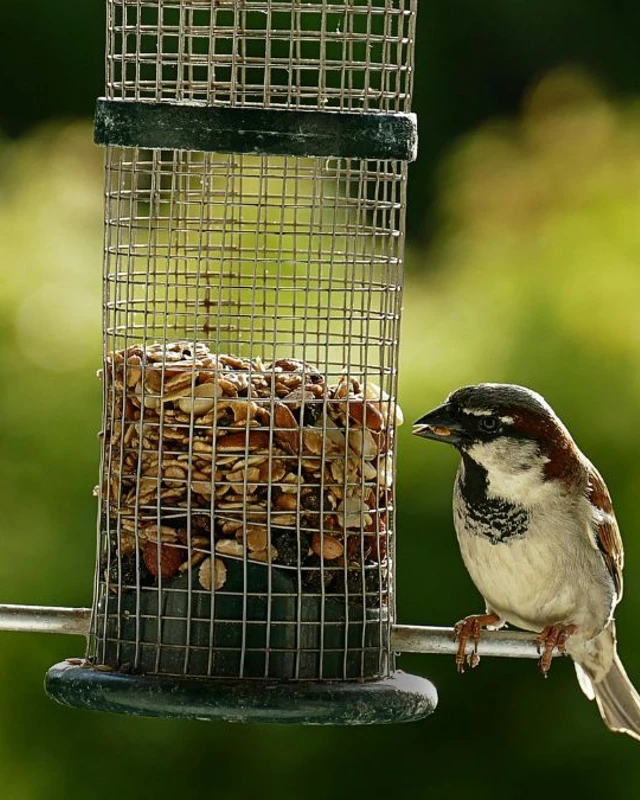 Wire Mesh Peanut Feeder