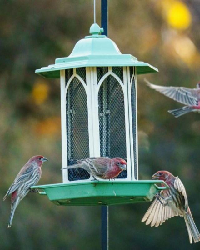 Gothic Lantern Feeder