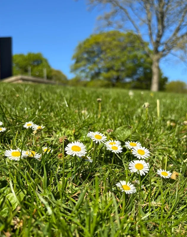 English Daisy Bee Lawn