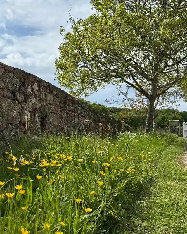 Buttercup Meadow Border