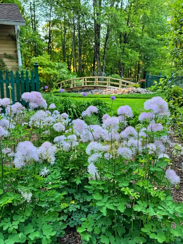 Meadow Rue Groundcover Border