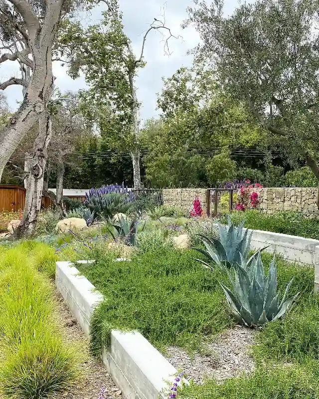 Agave and Creeping Rosemary Planters